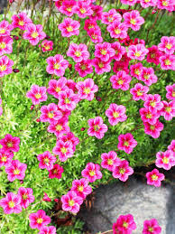 Image result for Steinbrech