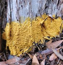 Attēlu rezultāti vaicājumam “Fuligo laevis spores”