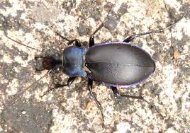 Attēlu rezultāti vaicājumam “Carabus violaceus”