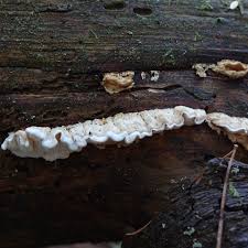 Attēlu rezultāti vaicājumam “Skeletocutis carneogrisea”