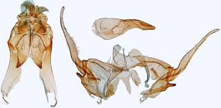 Attēlu rezultāti vaicājumam “Gelechia scotinella”