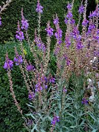 Image result for Linaria purpurea