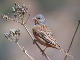 Image result for Emberiza caesia