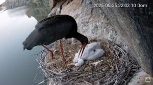 Attēlu rezultāti vaicājumam “Ciconia nigra nest”