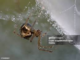 Attēlu rezultāti vaicājumam “Linyphiidae”