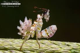 Attēlu rezultāti vaicājumam “Capsus ater imago”