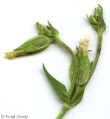 Attēlu rezultāti vaicājumam “Silene latifolia subsp. alba”