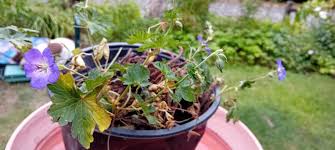 Attēlu rezultāti vaicājumam “Geranium bohemicum bud”