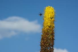 Image result for Steppenkerze