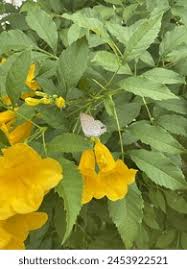 Attēlu rezultāti vaicājumam “Theclinae”