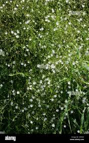 Attēlu rezultāti vaicājumam “Stellaria palustris leaf”