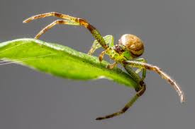 Attēlu rezultāti vaicājumam “Diaea dorsata”