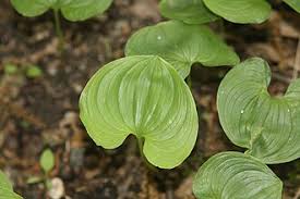 Attēlu rezultāti vaicājumam “Maianthemum bifolium leaf”