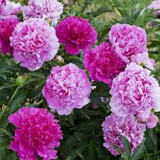 Attēlu rezultāti vaicājumam “Paeonia lactiflora flower”