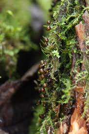 Attēlu rezultāti vaicājumam “Lamproderma debile spores”