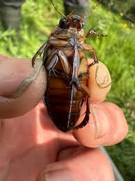 Attēlu rezultāti vaicājumam “Dytiscus dimidiatus”