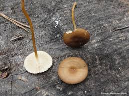 Attēlu rezultāti vaicājumam “Strobilurus esculentus”