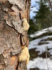 Attēlu rezultāti vaicājumam “Diplomitoporus flavescens”