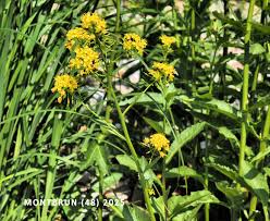 Attēlu rezultāti vaicājumam “Rorippa amphibia leaf”