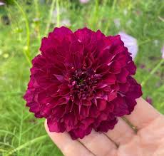 Image result for Cosmos bipinnatus `Double Click`