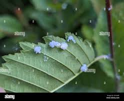 Attēlu rezultāti vaicājumam “Psylla alni nymph”