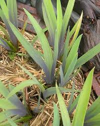 Attēlu rezultāti vaicājumam “Iris pseudacorus leaf”