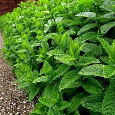 Image result for Menta x piperita