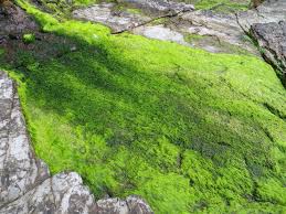 Attēlu rezultāti vaicājumam “Enteridium olivaceum macro”