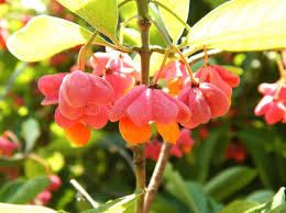 Attēlu rezultāti vaicājumam “Euonymus verrucosus fruit”