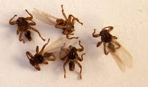 Attēlu rezultāti vaicājumam “Lipoptena cervi”