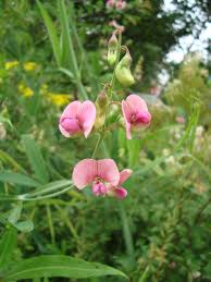Attēlu rezultāti vaicājumam “Lathyrus palustris”