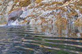 Image result for Craigmount Cougars