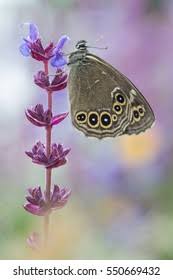 Attēlu rezultāti vaicājumam “Lopinga achine underside”
