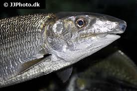 Image result for Elops saurus