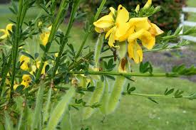 Attēlu rezultāti vaicājumam “Cytisus scoparius leaf”