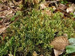 Attēlu rezultāti vaicājumam “Plagiomnium undulatum sporophyte”