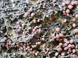 Attēlu rezultāti vaicājumam “Collema”