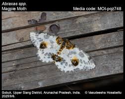 Attēlu rezultāti vaicājumam “Abraxas sylvata imago”