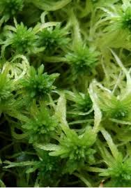 Attēlu rezultāti vaicājumam “Sphagnum fimbriatum”
