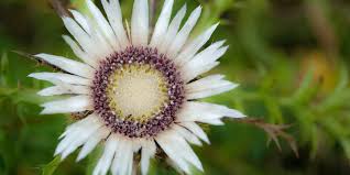 Image result for Silberdistel