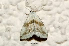 Attēlu rezultāti vaicājumam “Badhamia bethelii”