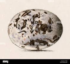 Attēlu rezultāti vaicājumam “Caprimulgus europaeus eggs”