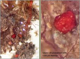 Attēlu rezultāti vaicājumam “Bryum rubens”