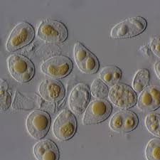 Attēlu rezultāti vaicājumam “Pucciniastrum areolatum”