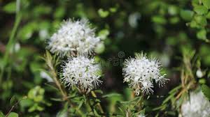 Attēlu rezultāti vaicājumam “Ledum palustre flower”