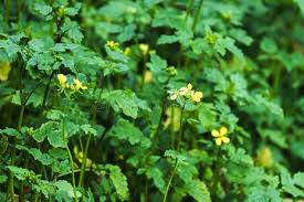 Attēlu rezultāti vaicājumam “Sinapis alba leaf”