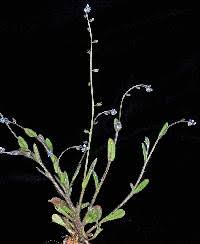 Attēlu rezultāti vaicājumam “Myosotis micrantha”