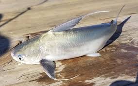 Image result for Bagre marinus