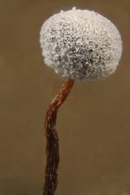 Attēlu rezultāti vaicājumam “Didymium bahiense”