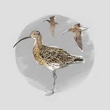 Attēlu rezultāti vaicājumam “Numenius arquata”